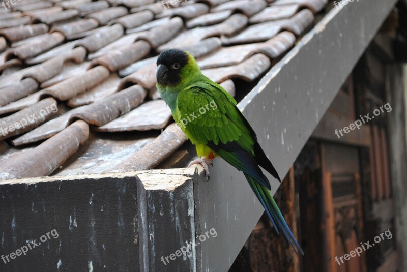 Bird Nanday Conure Conure Parrot Green