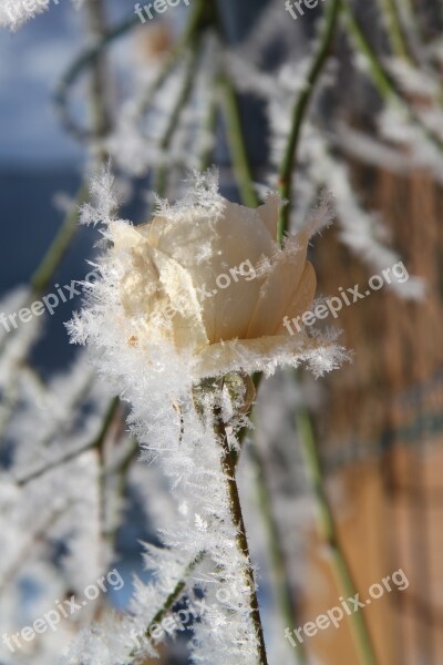 Nature Frost Winter Plant Season