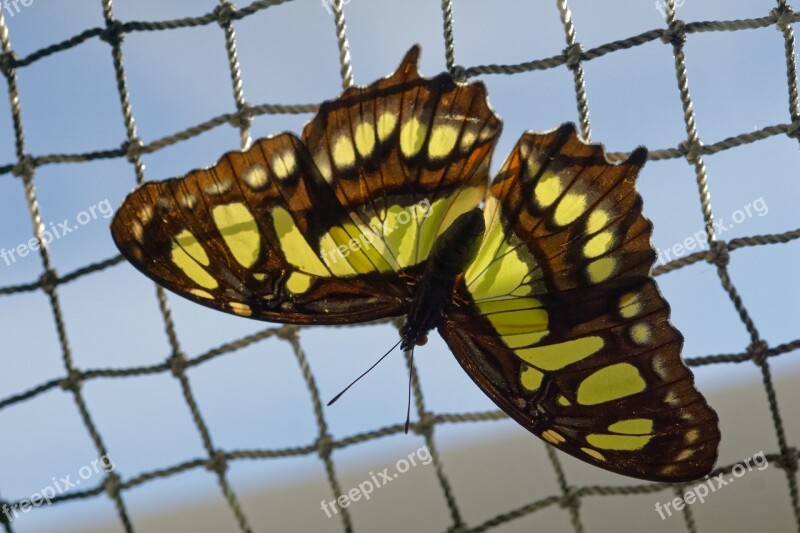 Nature Butterfly Swallowtail Butterflies Web Freedom