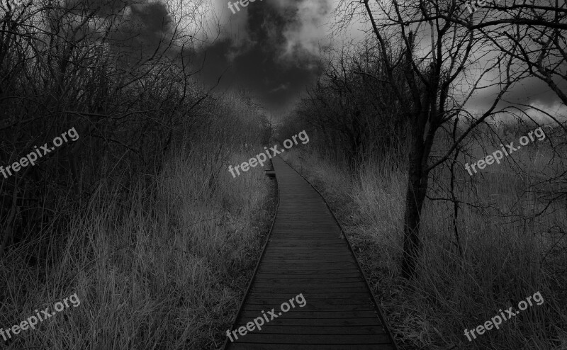 Tree Mystery Panoramic Nature Fog