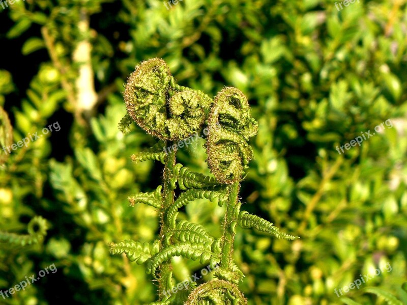 Fern Green Forest Leaf Plant