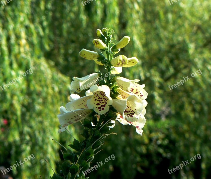 Thimble Plant Flower Nature Bell