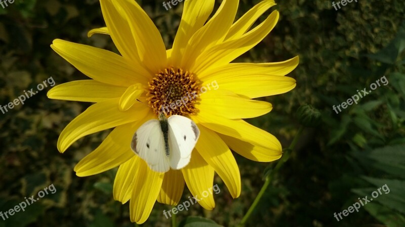 Nature Plant Summer Flower No Person