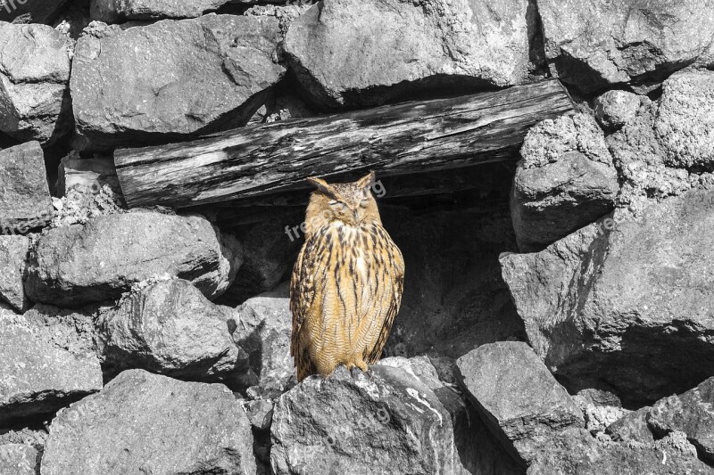 Nature Kennedy Stone Outdoor Owl