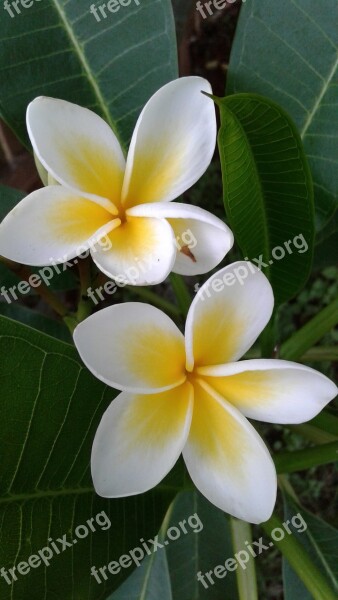 Frangipani Plumeria Tropical Plant Flower