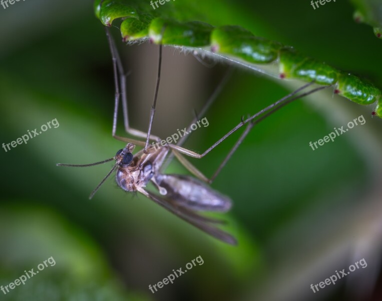 Macro Insect The Mosquito Sheet Upside-down