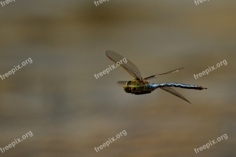 Macro Dragonfly Insect Winged Insects Free Photos