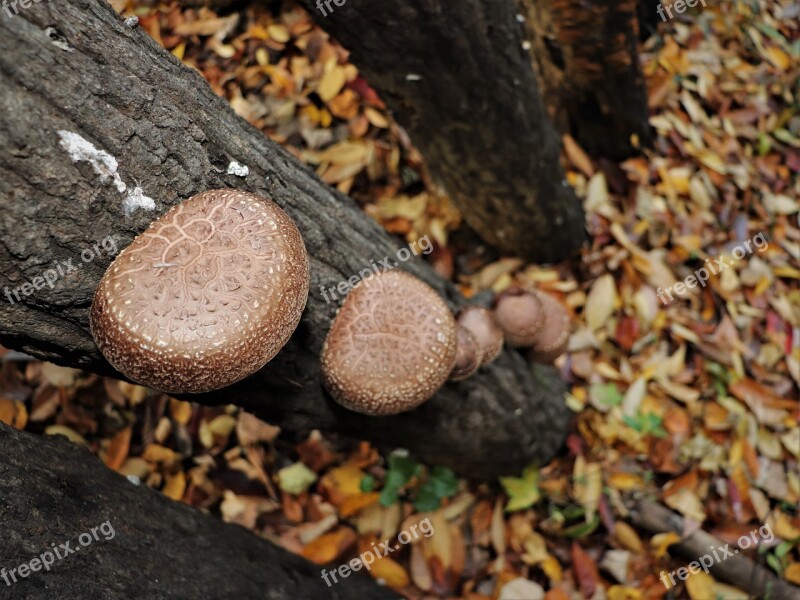 Mushroom Forest Nature The Nature Of The Natural