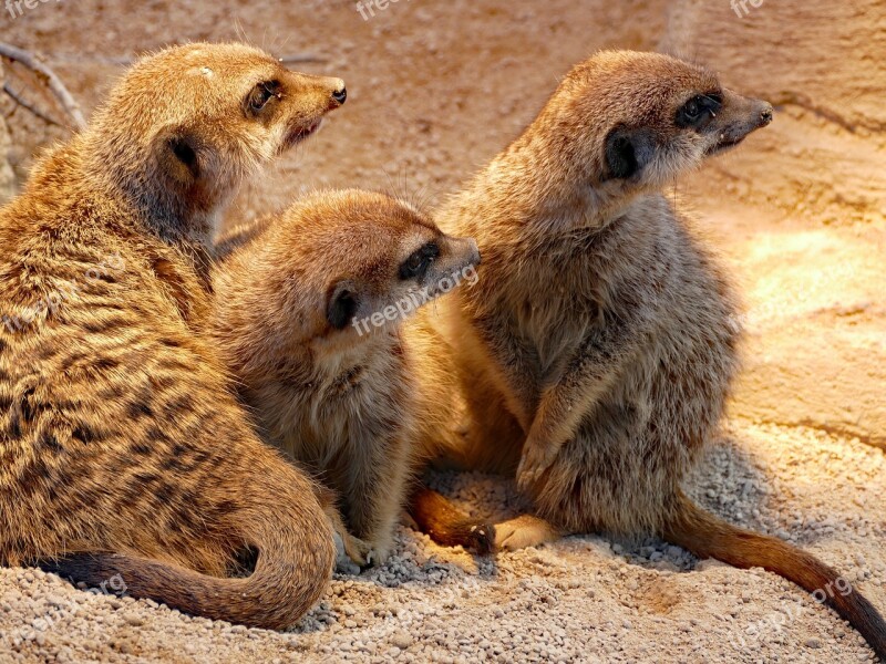 Meerkat Rodent Zoo Wilhelma Animal World