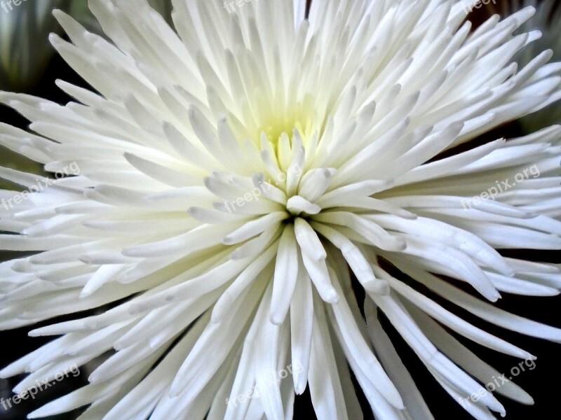 Chrysanthemum Spider Mum Flower Nature Flora