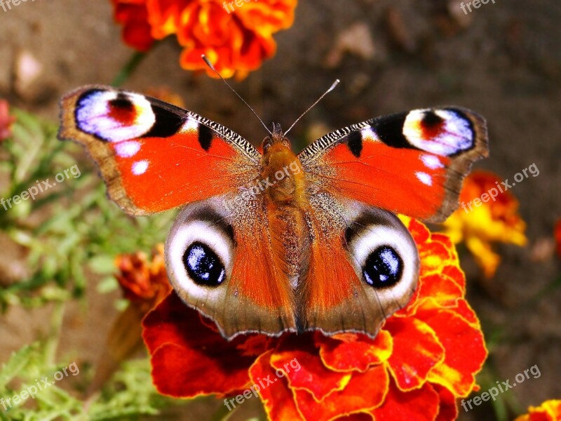 Butterfly Day Nature Insect Animals Butterfly