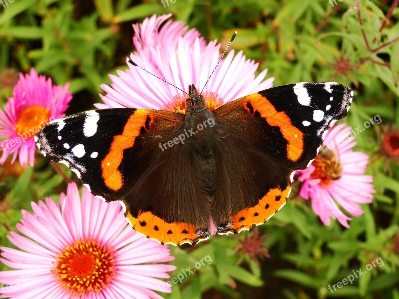 Nature Butterfly Day Insect Summer Garden