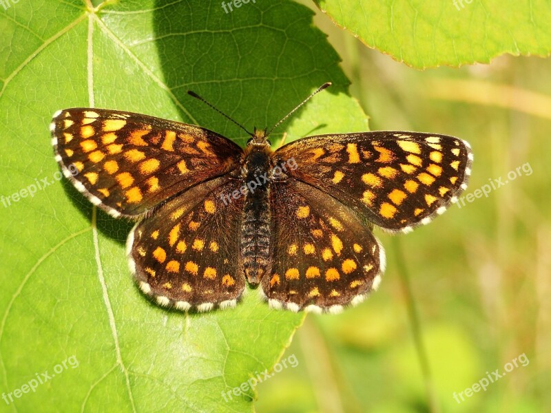 Butterfly Day Insect Nature Animals At The Court Of