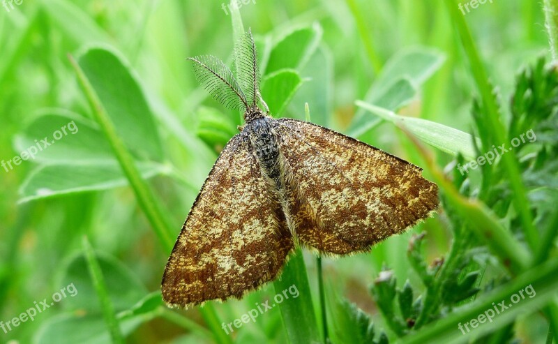 Nature Insect Plant Summer Leaf