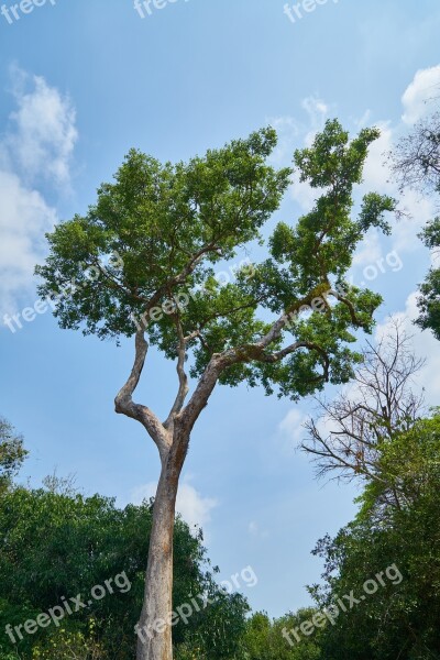 Nature Tree No One Green Sky