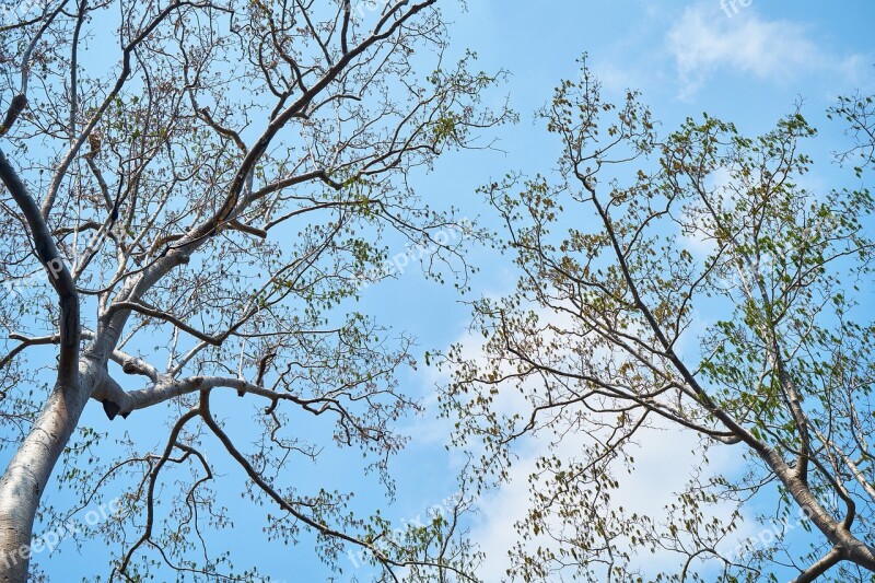 Tree Branch Wood-fibre Boards Current Season Nature