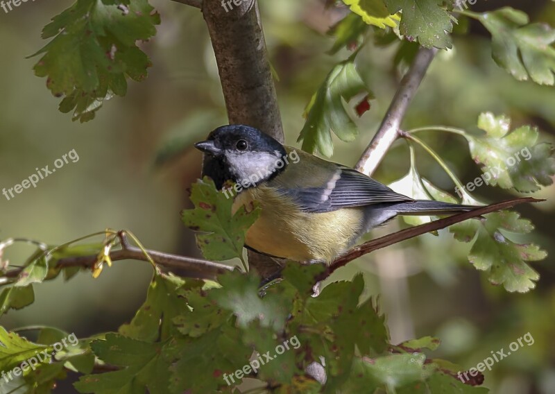 Nature Aves Outdoors Tree Animals