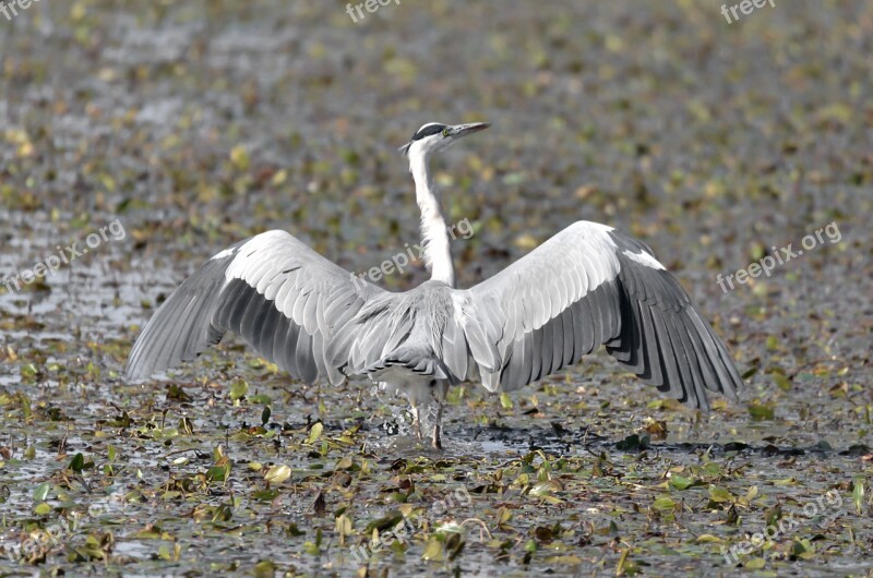 Heron Nature Oasis Plumage Free Photos