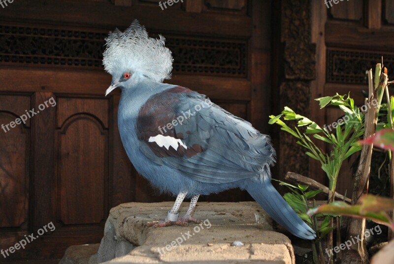 Bird Pigeon Blue Crested Pigeon Zoo Feather