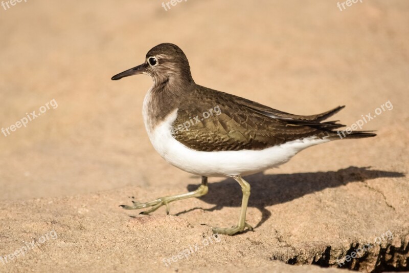 Stint Bird Wildlife Nature Beach