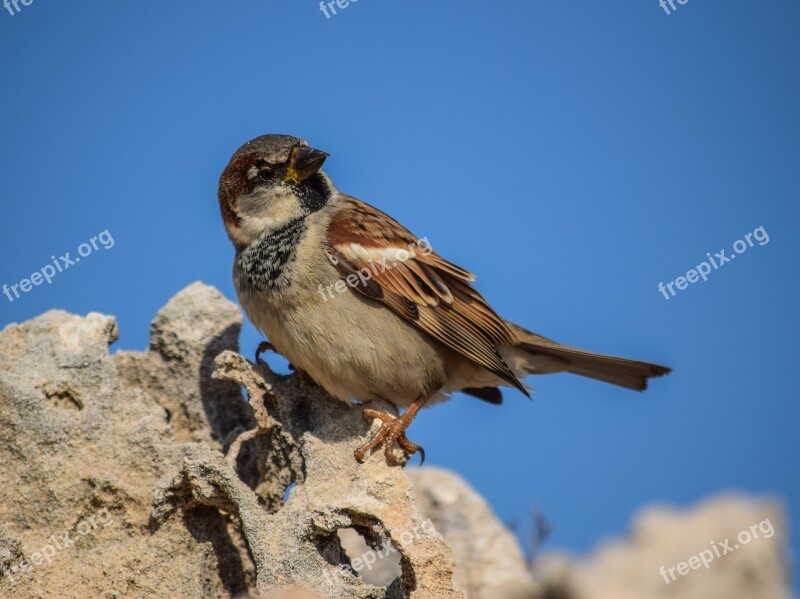 Sparrow Bird Nature Wildlife Animal