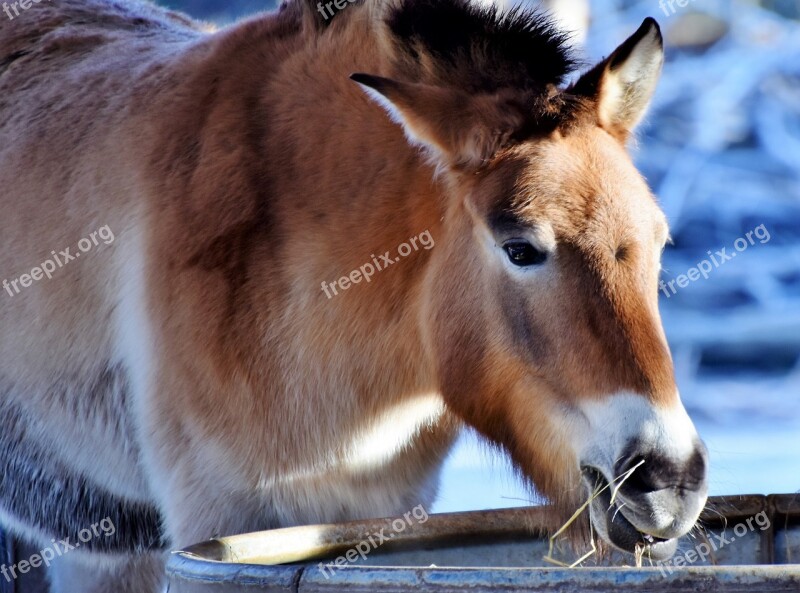 Mule Muli Donkey Horse Livestock