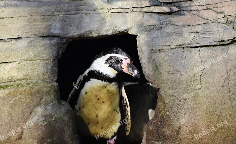 Penguin Bird Water Bird Cave Nesting Place