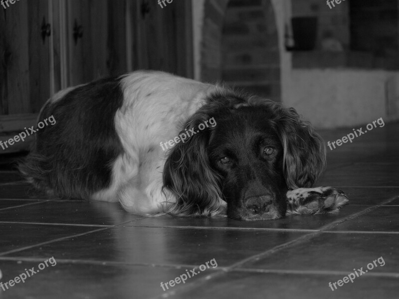 Dog Hound Animal Black And White Free Photos