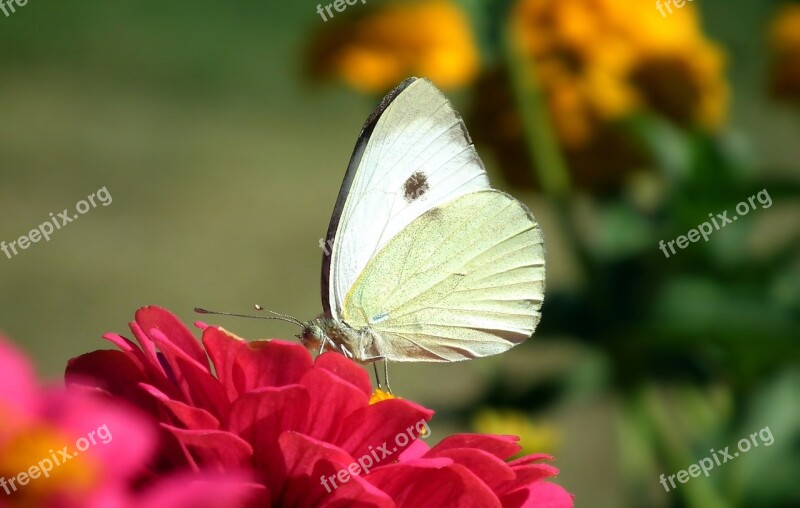 Nature Butterfly Bielinek Light Insect