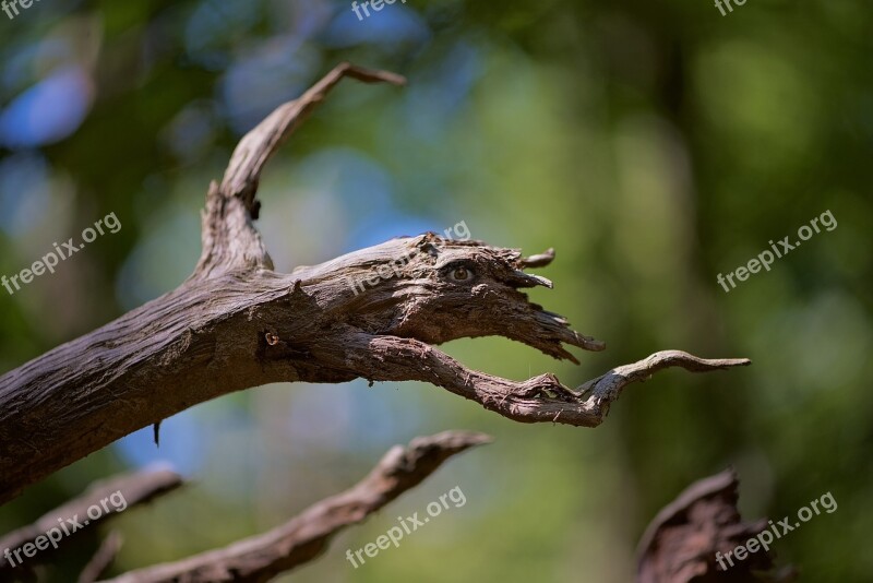 Imaginary Nature Tree Branch Fantastic Animal