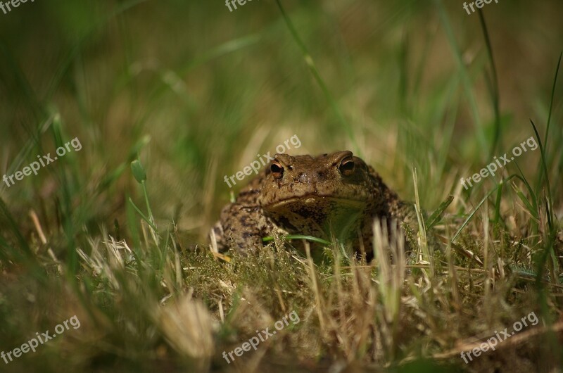 Animal World Nature Animal Grass Frog