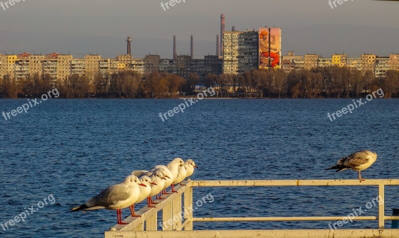 Water River Bird Megalopolis City Sky