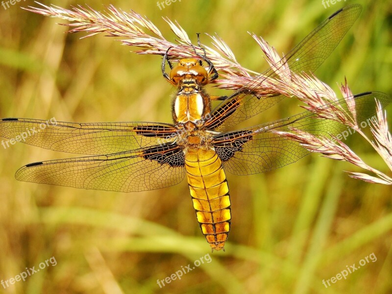 Nature At The Court Of Insect Animals Dragonfly Płaskobrzucha