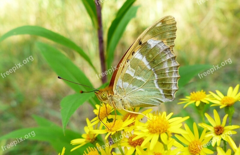 Nature Insect Butterfly Day Summer Plant