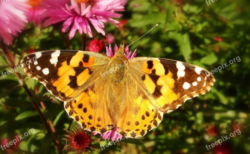 Butterfly Day Insect Nature Flower Garden