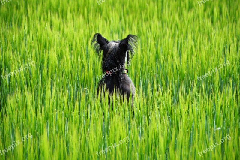 Dog Field Green Grain Summer Standing The Dog In The Grain