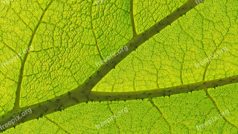 Leaf Plant Nature Structure Pattern