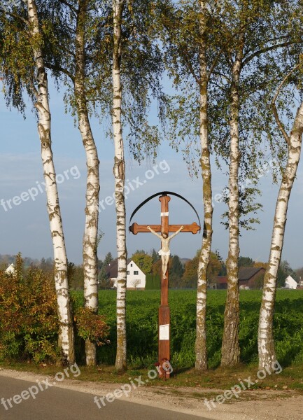 Nature Wood Plant Landscape Birch