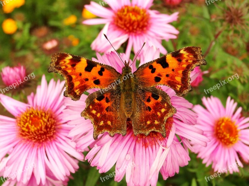 Nature Flower Plant Summer Insect