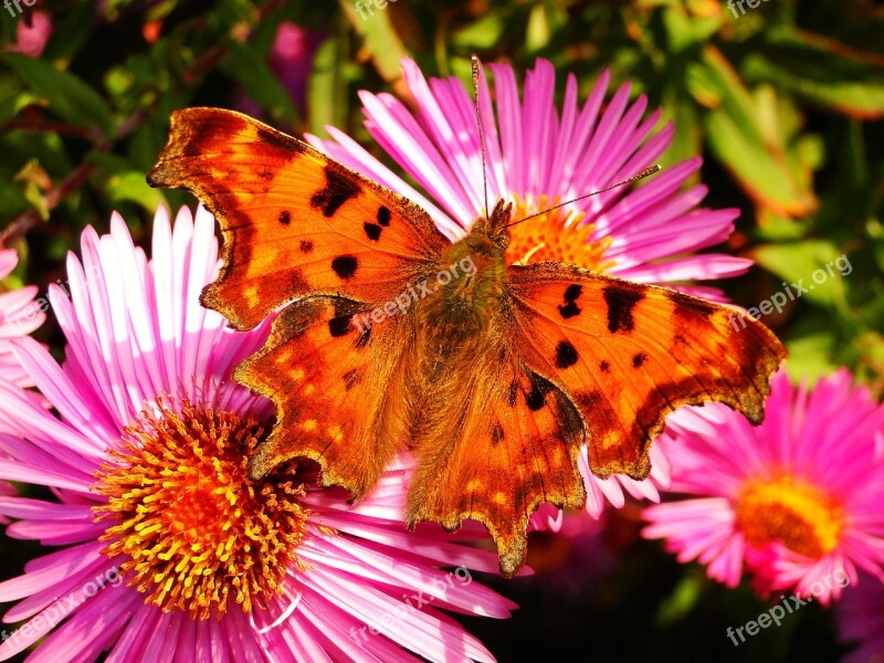 Nature Plant Flower Beautiful Garden