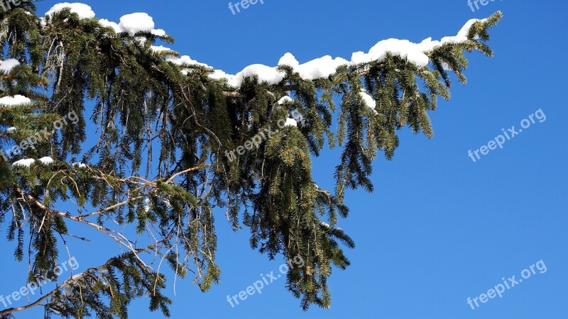 Sky Tree Nature Sunny Winter