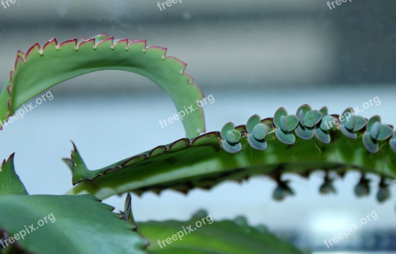 Kalanchoe Potted Flower A Medicinal Plant Viviparous Plant