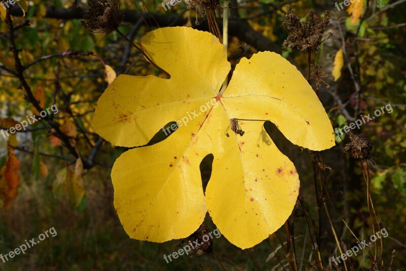 Leaves Nature Autumn Outdoor Seasons Tree