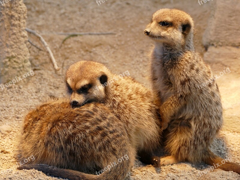 Meerkat Animal Animal World Mammal Cute