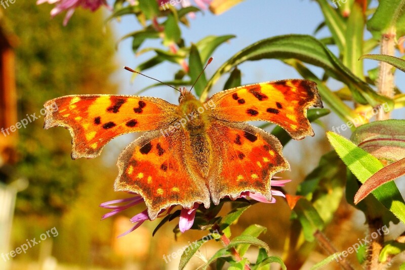 Nature Insect Butterfly Day At The Court Of Garden