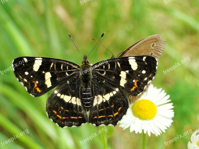 Butterfly Day Nature Insect Animals At The Court Of