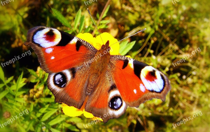 Nature Animals Insect Butterfly Day Garden