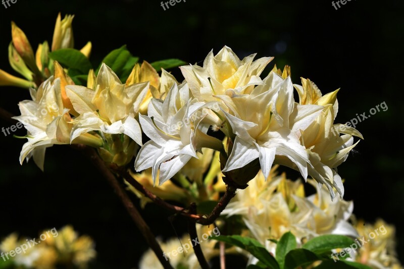 Flower Flora Leaf Azalea Rhododendron