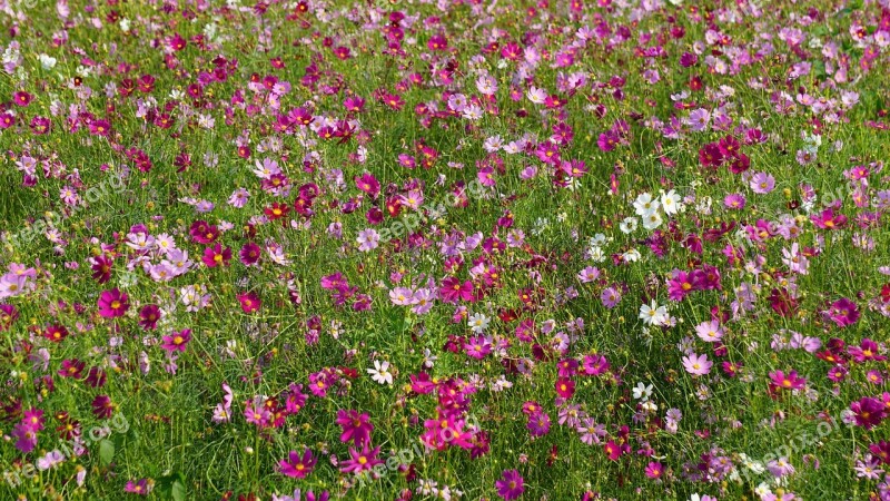 Flower Plant Nature Summer Garden