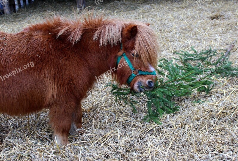 Pony The Mane Farm Animals Animal Free Photos